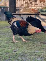 Lieve haan zoekt nieuw huis, Dieren en Toebehoren, Pluimvee, Mannelijk, Kip