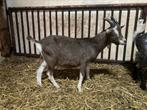 Toggenburger dekbok, Dieren en Toebehoren, Schapen, Geiten en Varkens, Mannelijk, Geit, 0 tot 2 jaar