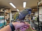 Tamme Rotsparkiet | Tamme vogel  | Patagonische Rotsparkiet, Dieren en Toebehoren, Vogels | Parkieten en Papegaaien, Mannelijk