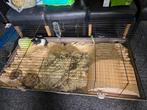 Caliva te koop per 2 niet per stuk, Dieren en Toebehoren, Minder dan 60 cm, Kooi, Minder dan 75 cm, Ophalen of Verzenden