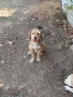 Schattige kleine José, Dieren en Toebehoren, Honden | Niet-rashonden, Particulier, Rabiës (hondsdolheid), 15 weken tot 1 jaar