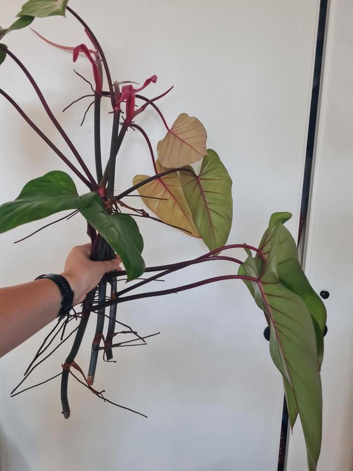 Philodendron painted lady stekken, Huis en Inrichting, Kamerplanten, Minder dan 100 cm, Halfschaduw, Ophalen of Verzenden