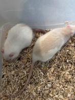2 rat mannen ratjes 6 maanden met transport kooi/verschoon, Dieren en Toebehoren, Knaagdieren, December, Mannelijk, Rat