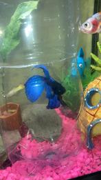 Aquarium gezocht !!!, Vis