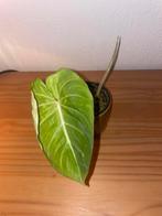 Philodendron Gloriosum, Huis en Inrichting, Kamerplanten, Ophalen, Halfschaduw, Minder dan 100 cm