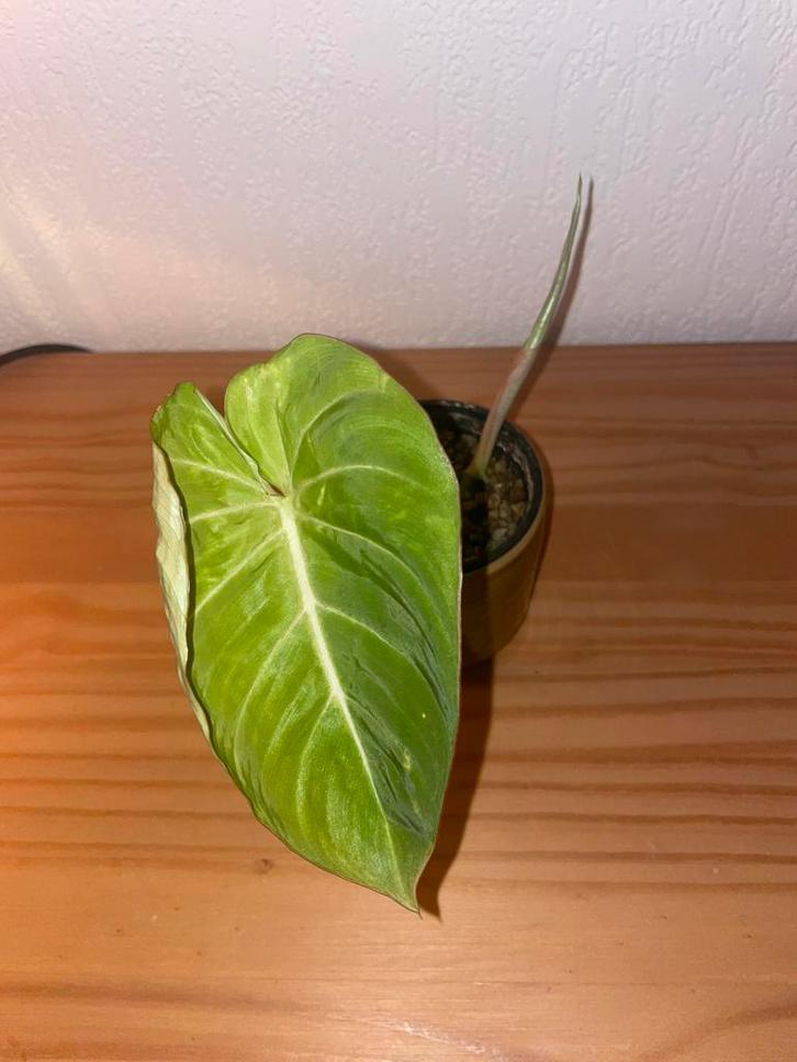 Philodendron Gloriosum, Huis en Inrichting, Kamerplanten, Minder dan 100 cm, Halfschaduw, Ophalen