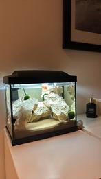 Aquarium, Dieren en Toebehoren, Vissen | Aquaria en Toebehoren, Ophalen of Verzenden, Zo goed als nieuw, Gevuld zoetwateraquarium