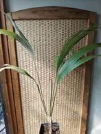 Kerriodoxa Elegans, Huis en Inrichting, Palm, In pot, Minder dan 100 cm, Groene kamerplant