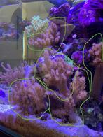 Kenia boom leder koraal. Ruim 12 cm hoog, Nieuw, Ophalen of Verzenden