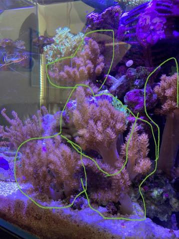 Kenia boom leder koraal. Ruim 12 cm hoog 
