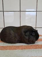 TE KOOP  CAVIA S SOLIDS IN  GOUD EN ZILVER AG>, Dieren en Toebehoren, Knaagdieren, Cavia, Februari, Meerdere dieren, Tam
