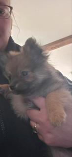 Pomeriaan pups, Dieren en Toebehoren, 8 tot 15 weken, Meerdere, Meerdere dieren, Nederland