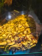 Neocaridina red rilli garnaaltjes op kraanwater 10 voor 10€, Dieren en Toebehoren, Vissen | Aquariumvissen, Kreeft, Krab of Garnaal