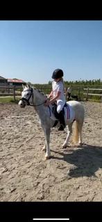 Knappe A welsh, Dieren en Toebehoren, Ruin, Recreatiepaard, 3 tot 6 jaar