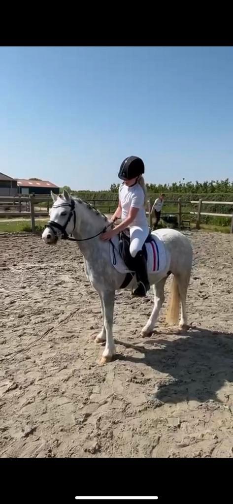 Knappe A welsh, Dieren en Toebehoren, Paarden, Ruin, 3 tot 6 jaar, Recreatiepaard