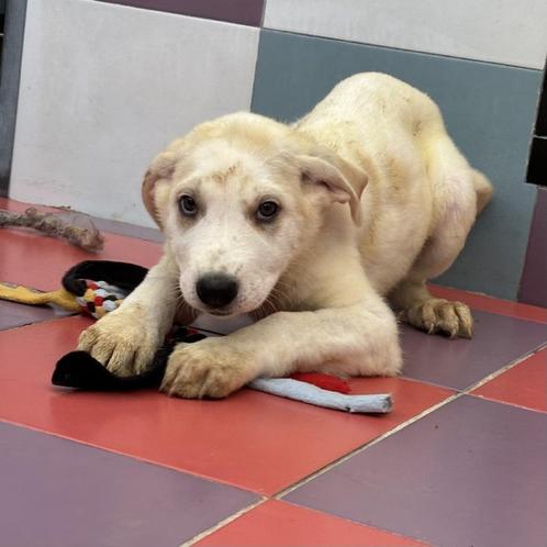 ACE: Janie heeft een oertrouw hartje voor haar baasje, Dieren en Toebehoren, Honden | Niet-rashonden, Groot, Teef, Particulier
