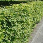 Haagbeuk - Carpinus Betulus in alle maten leverbaar, Ophalen of Verzenden, Haagbeuk, Haag, 100 tot 250 cm