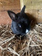 Lief rammetjes konijn, Mannelijk, Middelgroot, 0 tot 2 jaar