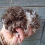 TK prachtig lunkarya baby zeugje & wit beertje, Dieren en Toebehoren, Knaagdieren, Vrouwelijk, Cavia, Na 1 juli 2024, Tam