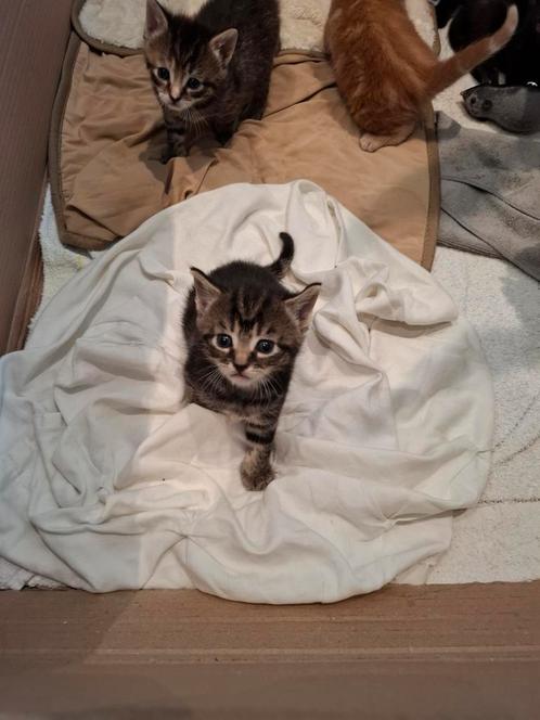 Super lieve kittens, Dieren en Toebehoren, Katten en Kittens | Overige Katten
