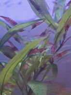 Garnalen 10 voor 1 euro, Dieren en Toebehoren, Kreeft, Krab of Garnaal