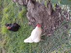 Kippen hennen hen, Dieren en Toebehoren, Pluimvee, Vrouwelijk, Kip