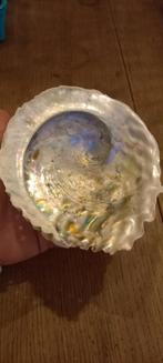 Abalone shell schelp, Verzamelen, Mineralen en Fossielen, Ophalen of Verzenden