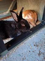 Koppeltje (gecastreerde ram en voedster) zoeken nieuw huisje, Dieren en Toebehoren, Meerdere dieren, Middelgroot, Hangoor, 0 tot 2 jaar