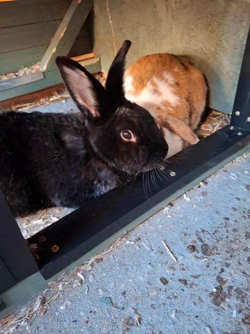 Koppeltje (gecastreerde ram en voedster) zoeken nieuw huisje, Dieren en Toebehoren, Konijnen, Middelgroot, Meerdere dieren, 0 tot 2 jaar