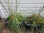 Pampasgras 2 stuks in bakken, Ophalen, Halfschaduw, Overige soorten, 100 tot 250 cm