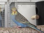 grasparkieten, Dieren en Toebehoren, Meerdere dieren, Parkiet, Geringd