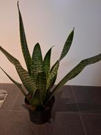 Mooie Sanseveria in pot, Ophalen, Overige soorten, Halfschaduw, In pot