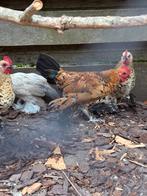 Leuke sabelpoot kriel kipjes in 3 verschillende kleuren., Dieren en Toebehoren, Pluimvee, Vrouwelijk, Kip