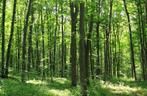 Bomen gezocht om te kappen, Tuin en Terras, Planten | Bomen, Ophalen of Verzenden