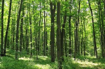 Bomen gezocht om te kappen beschikbaar voor biedingen