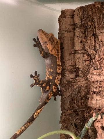 Wimpergekko +terrarium te koop mannetje beschikbaar voor biedingen