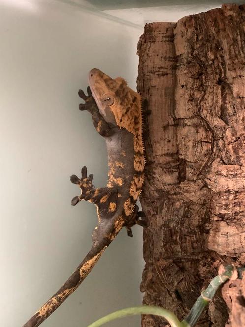 Wimpergekko +terrarium te koop mannetje, Dieren en Toebehoren, Reptielen en Amfibieën, Hagedis