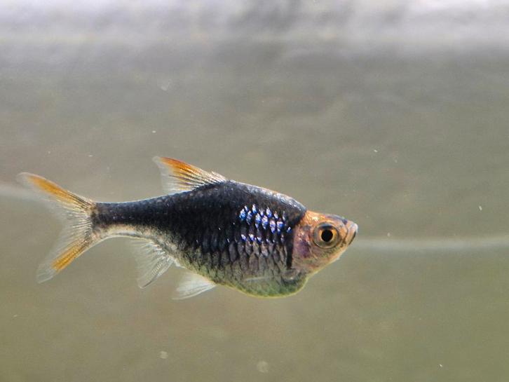 Kegelvlek zoekt soortgenootjes, Dieren en Toebehoren, Vissen | Aquariumvissen, Vis