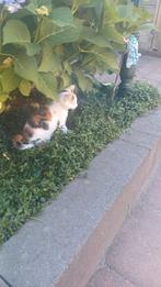 Poes, Dieren en Toebehoren, Katten en Kittens | Overige Katten