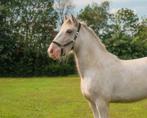 Lieve 4 jarige  bereden Tinker  ongeveer 138m, Dieren en Toebehoren, B, Ruin, 3 tot 6 jaar, Gechipt