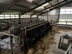 Waterbuffels jongvee 12 tot 24 maanden, Vrouwelijk