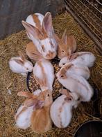 Jonge lotharingers mooie kleurtjes raszuiver, Dieren en Toebehoren, Konijnen, Vrouwelijk, Groot, 0 tot 2 jaar