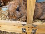 2 jonge konijntjes rammetjes, Dieren en Toebehoren, Konijnen, Mannelijk, Klein, 0 tot 2 jaar