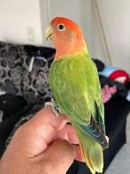 Lieve Jonge Gezonde en Hand Tamme Lovebird Agapornis, Meerdere dieren, Dwergpapegaai of Agapornis, Tam