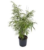 Fargesia Rufa Bamboe Planten | Niet Woekerend, Laagste Prijs, Overige soorten, Vaste plant, Ophalen of Verzenden, Bloeit niet