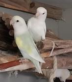 Agapornis Roseicollis dwergpapegaai koppel te koop, Dieren en Toebehoren, Vogels | Parkieten en Papegaaien, Meerdere dieren, Dwergpapegaai of Agapornis