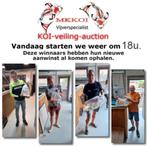 Koi veiling, Karper of Koi