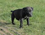 Pitbull terrier pups met stamboom, 8 tot 15 weken, Meerdere, Meerdere dieren, Parvo
