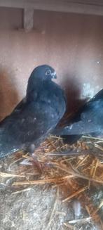 Gaditano ( lokker) Haags kroppers, Dieren en Toebehoren, Meerdere dieren, Kropper