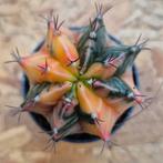 Cactus Gymnocalycium Mihanovichii p7 (35), Huis en Inrichting, Kamerplanten, Ophalen of Verzenden, Cactus, Volle zon, Minder dan 100 cm